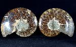 Cleoniceras (Grycia) besairiei COLLIGNON 1949 - Bild © FossNet FossilienStore